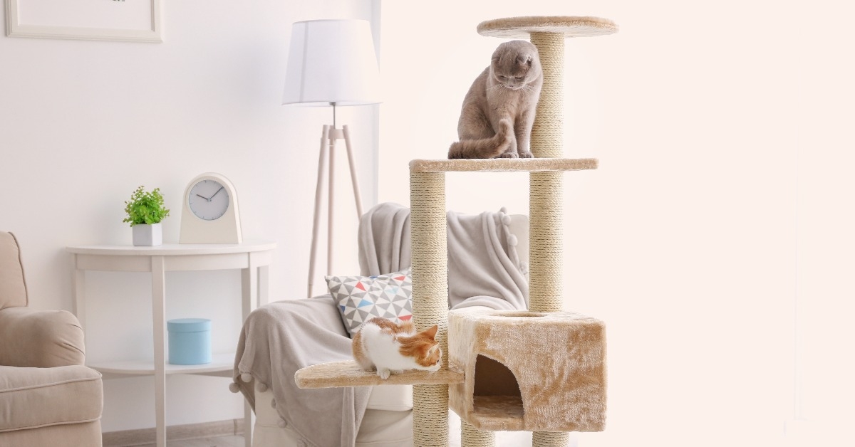 cute funny cats playing on tree at home
