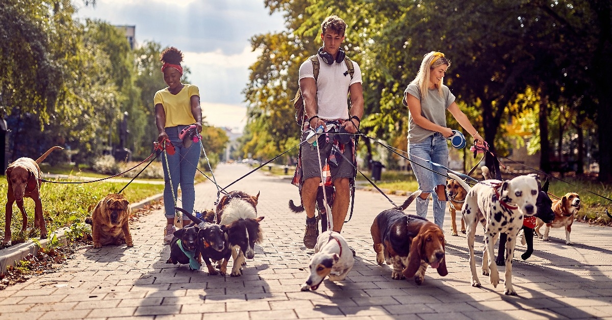 group of young dog walkers working together