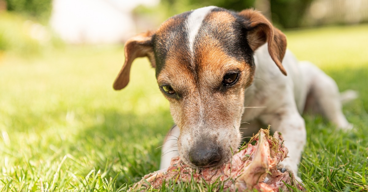 little cute Jack Russell Terrier dog eats a bone with meat