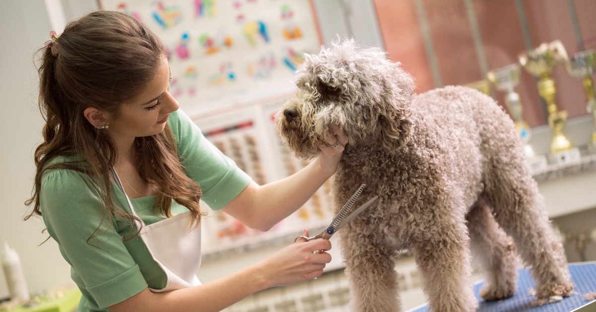 pet grooming with scissors
