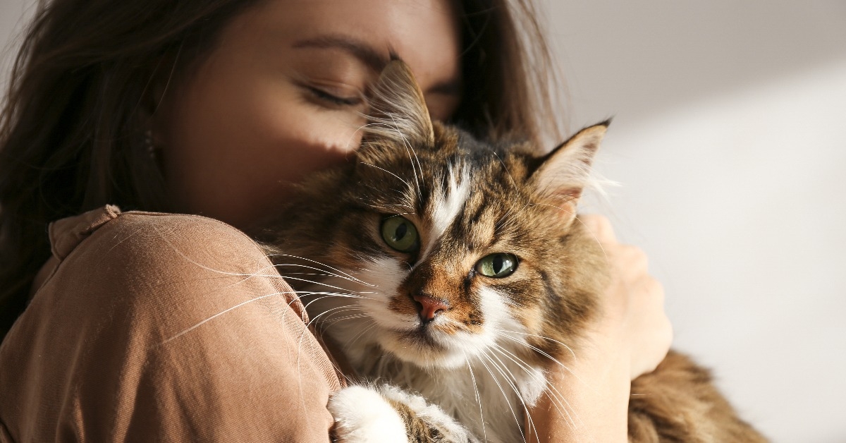 portrait of young woman holding cute siberian cat with green eyes
