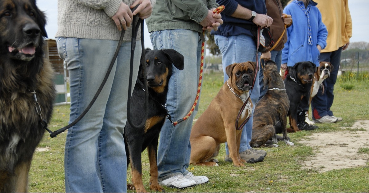 training with dogs