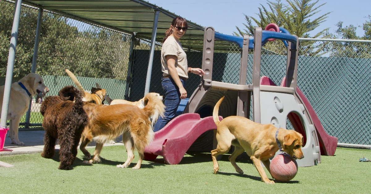 pet boarding