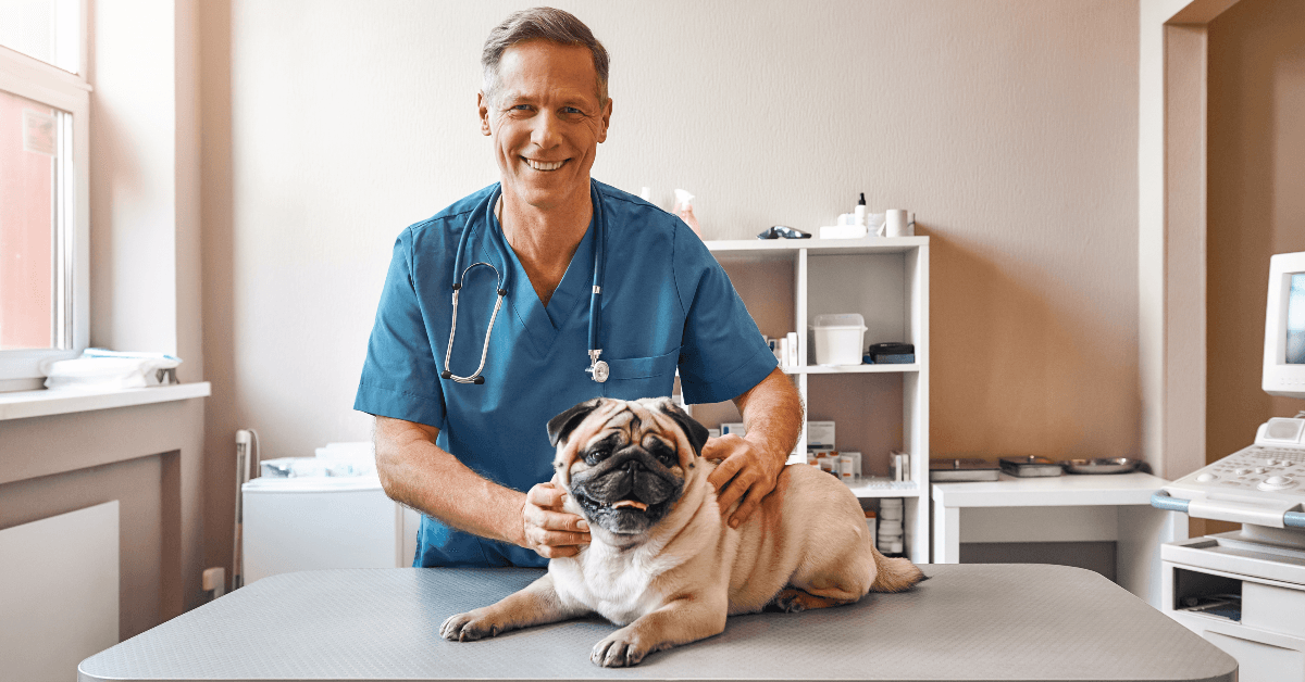 Dog on table with vet