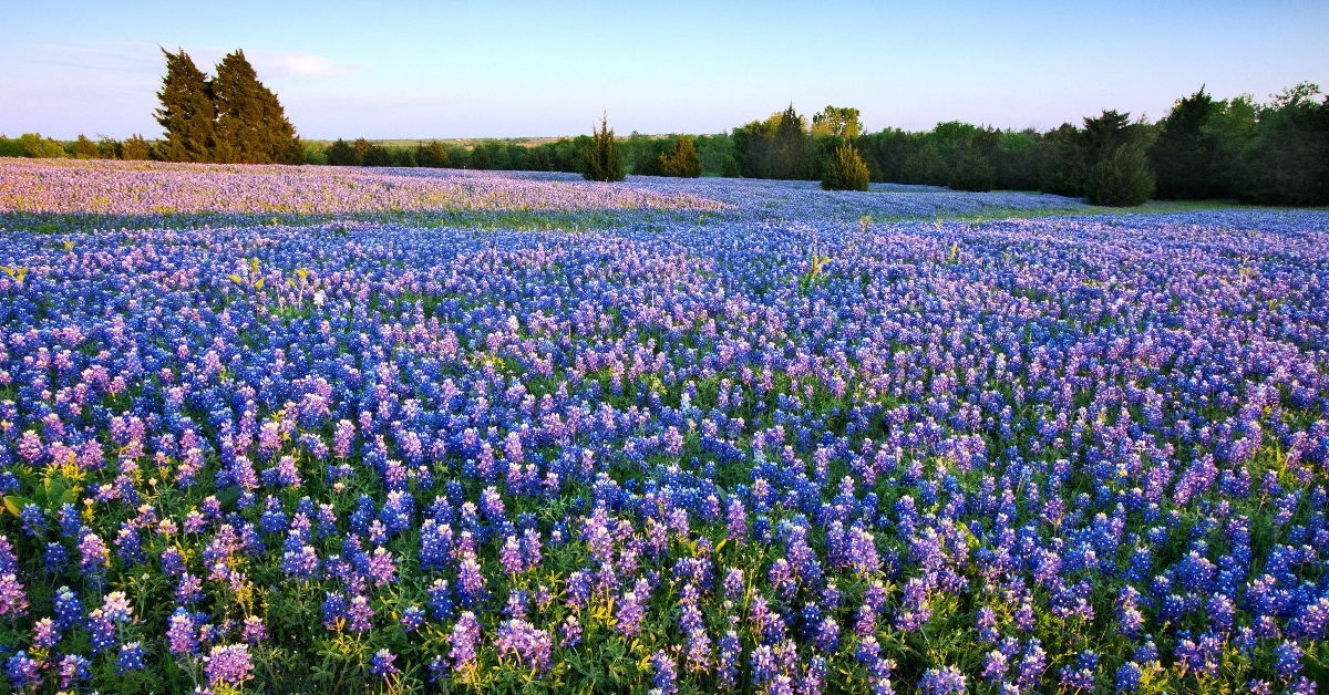Field of bluebonnet wildflowers