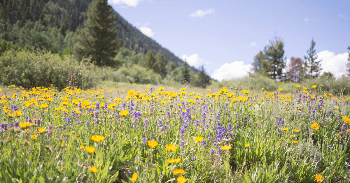 Field of wildflowers in Colorado