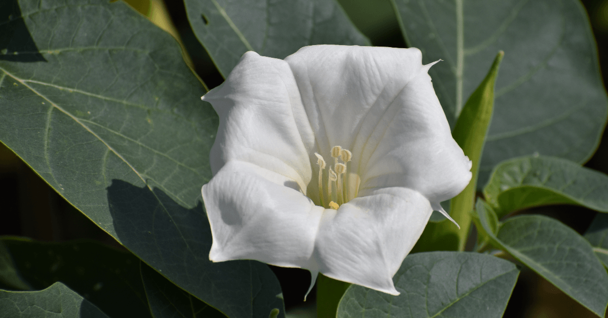 Desert lily blooming