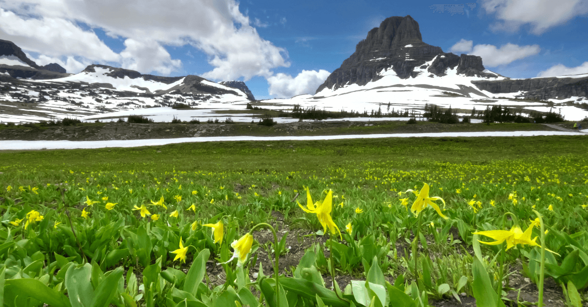 Field and mountain in Glacier National Park