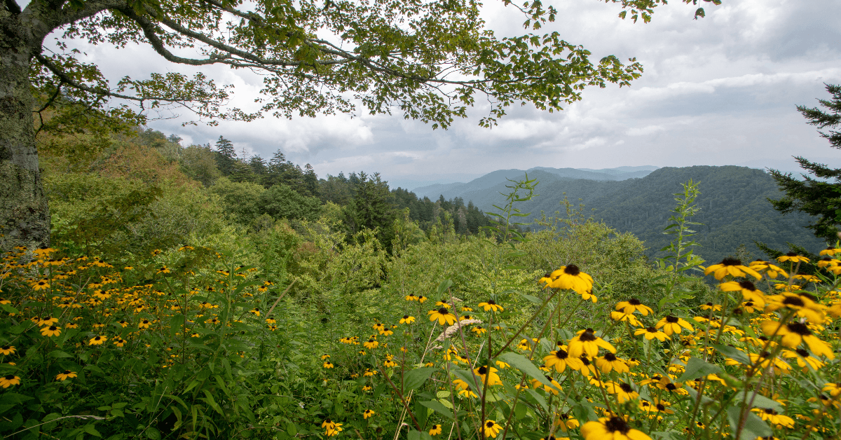 View of flowers and Great Smoky Mountains