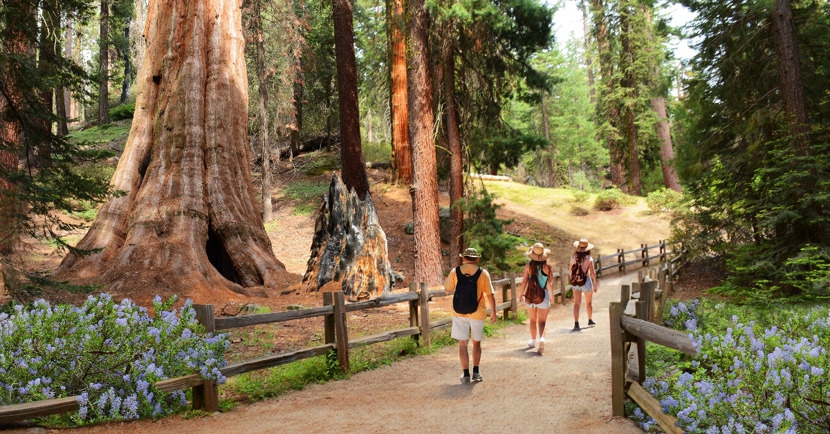People on hiking trip in the forest