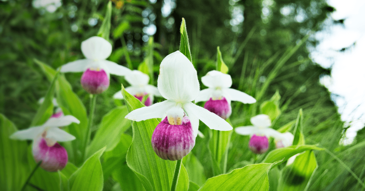 Purple and white wildflowers