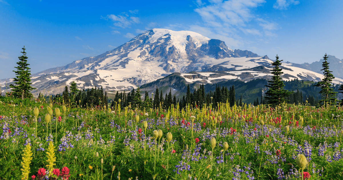 Spring field of flowers in front of Mount Rainier