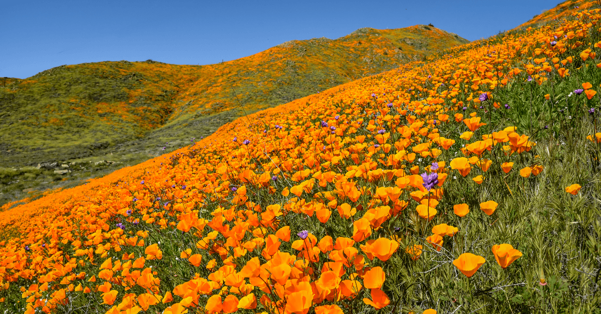 Field of orange poppies