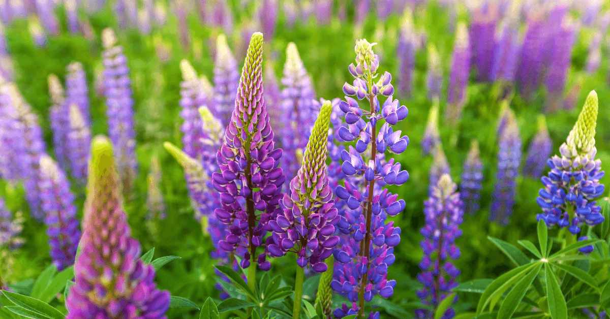 Purple wildflowers blooming