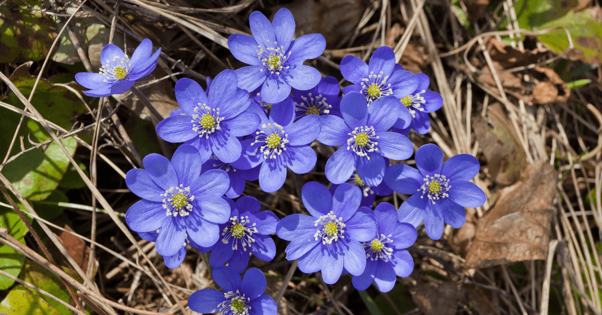 Purple wildflowers blooming
