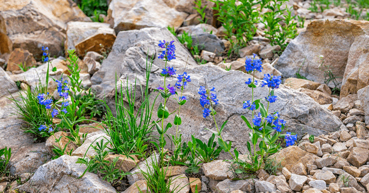 Wildflowers blooming among rocks