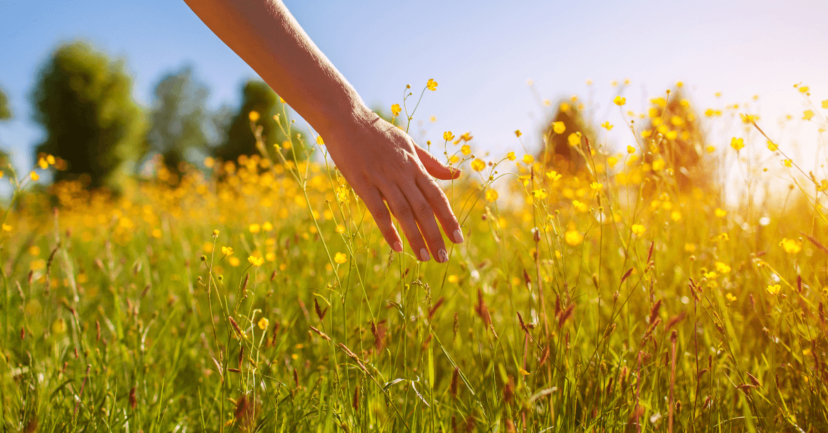 Person touching yellow wildflowers in field