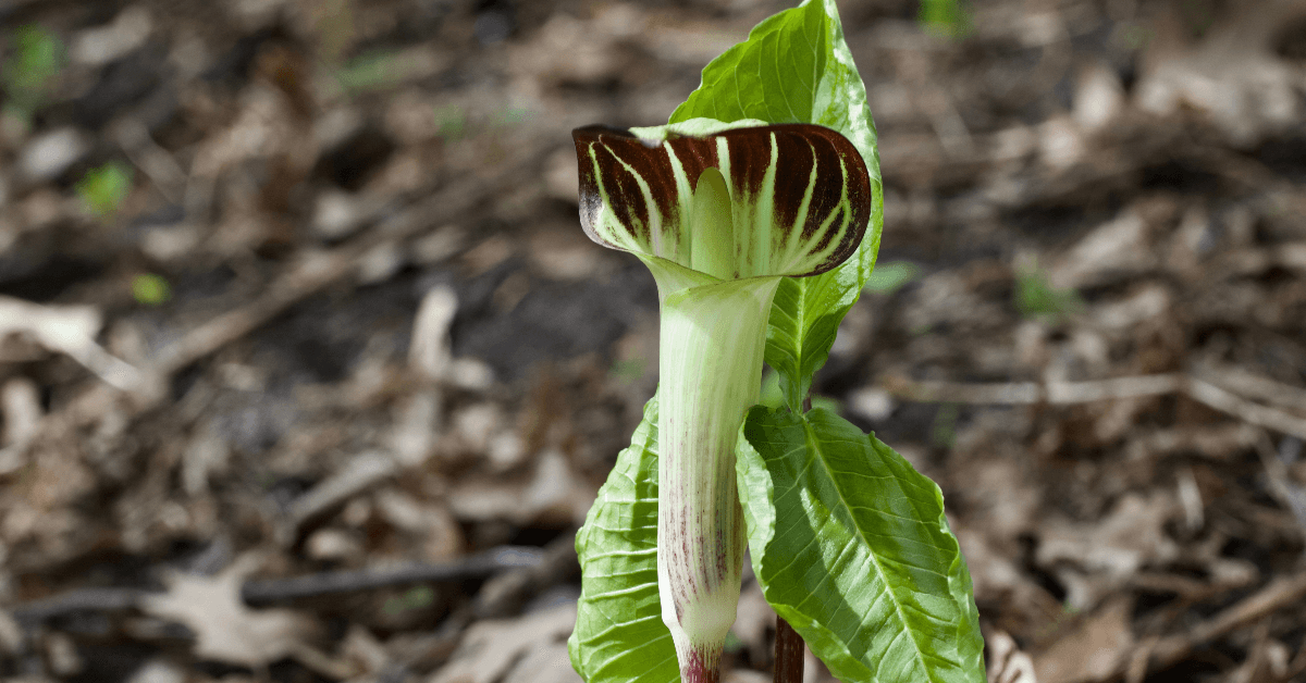 Jack in the pulpit wildflower growing in forest