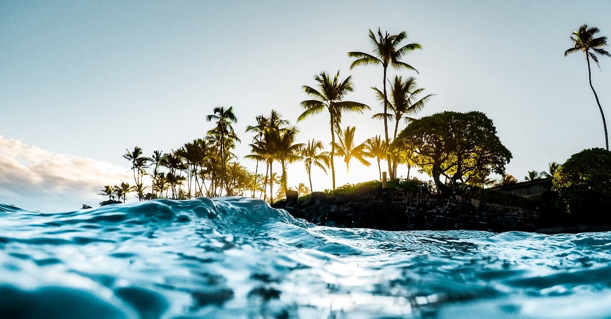 bright green palm trees in maui hawaii 