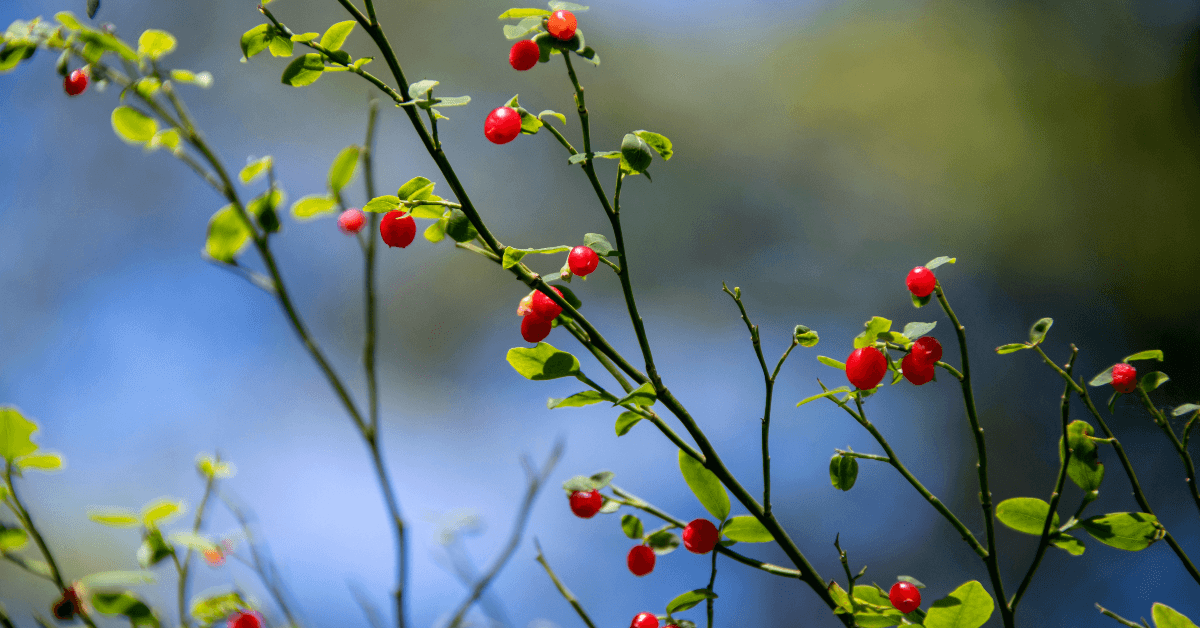 Red huckleberries