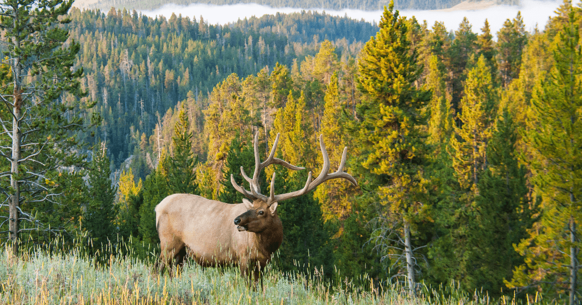 Wyoming Elk With Trees