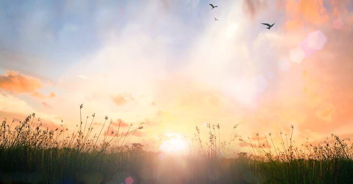 Sunrise over field