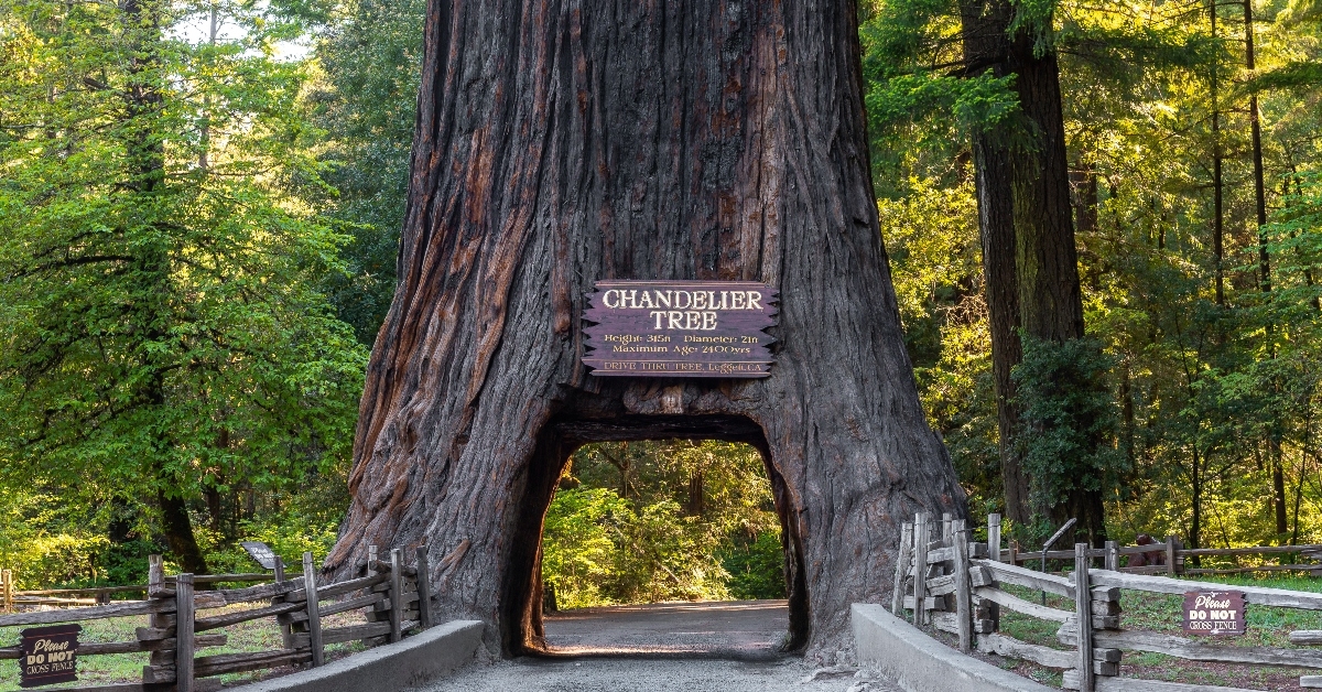 Drive through a redwood tree