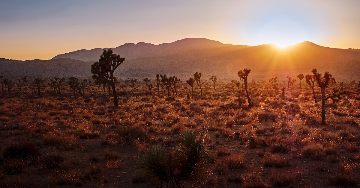 scenic view of the Joshua Tree National Park