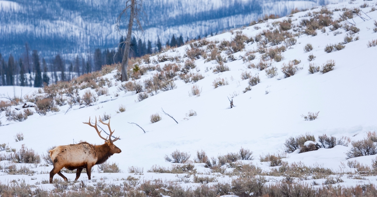 Elk walking in snow