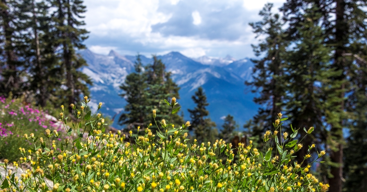 Sequoia National Park 