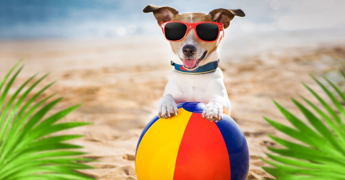 Dog with beach ball and sunglasses