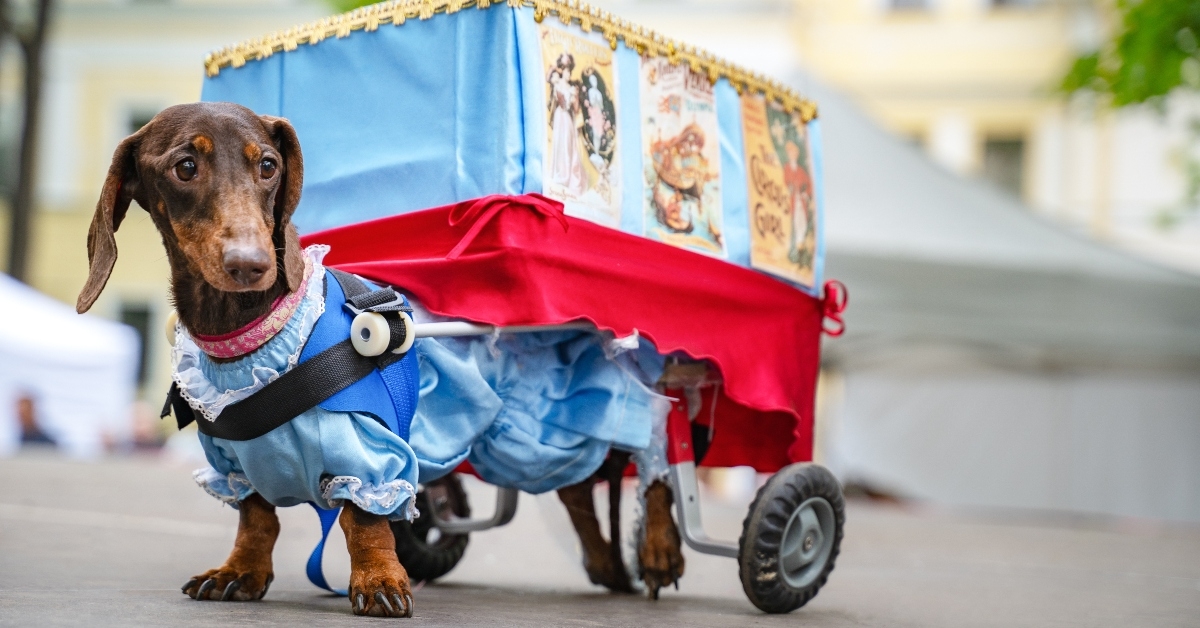 Dog in elaborate costume