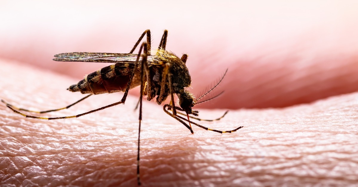 virus infected culex mosquito parasite insect on skin