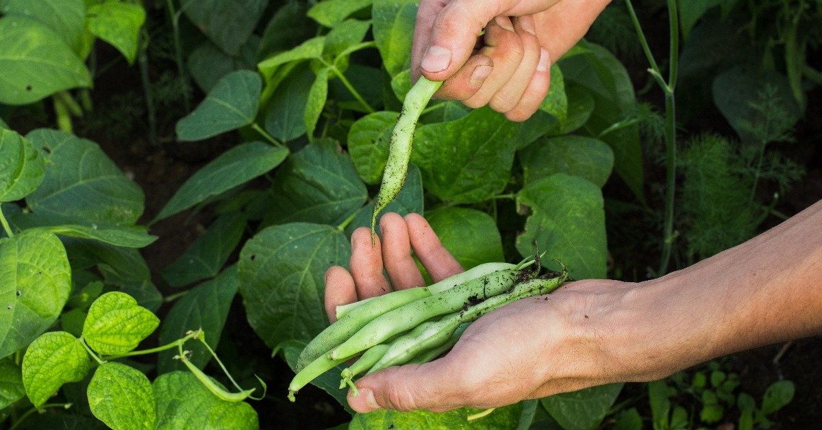 farmer harvesting common green beans in the garden