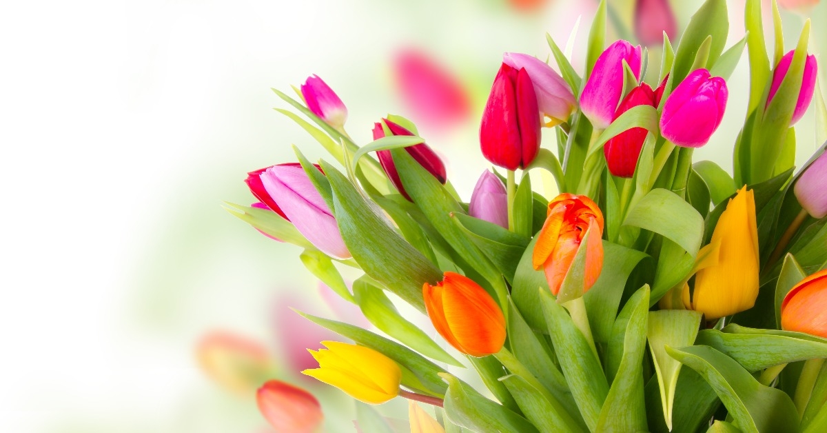 fresh tulips bouquet