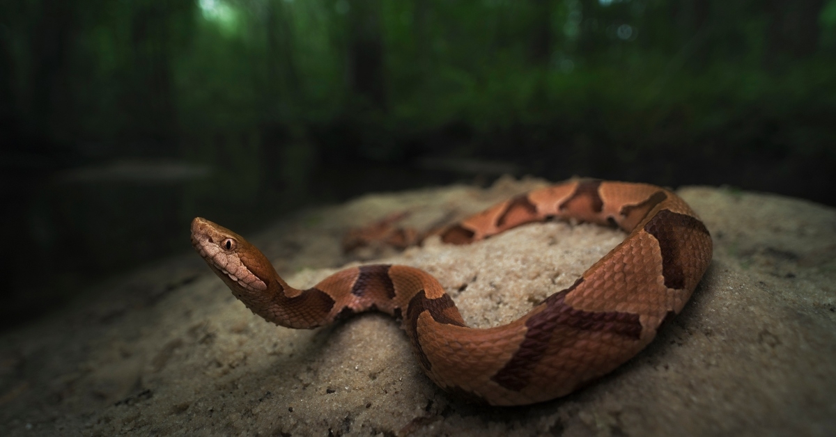 Snake on rock
