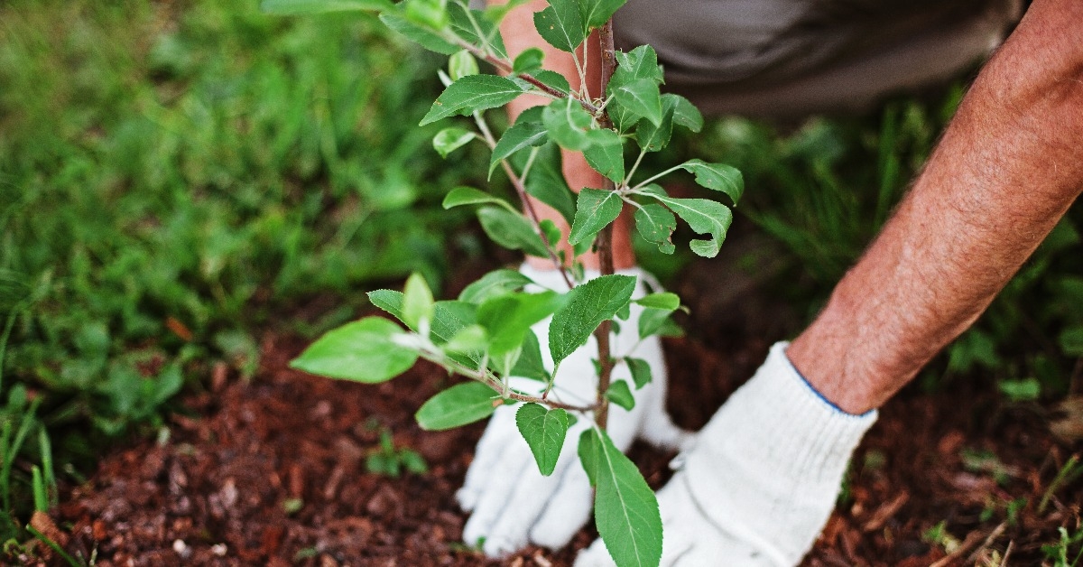 hands planting