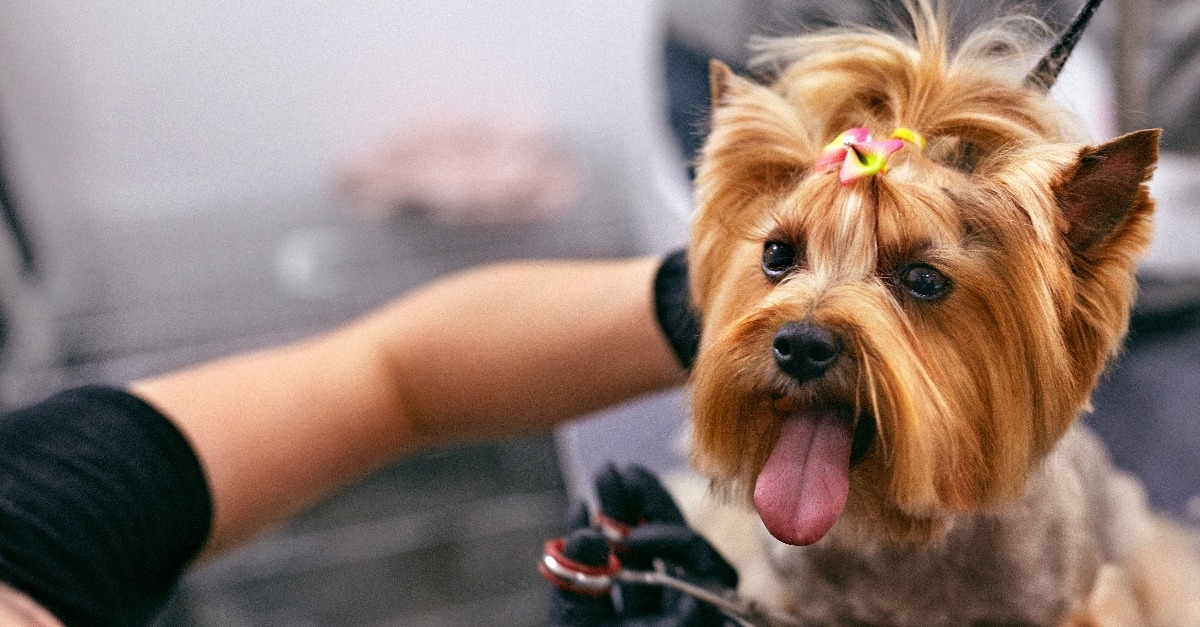 dog gets hair cut at pet spa grooming salon