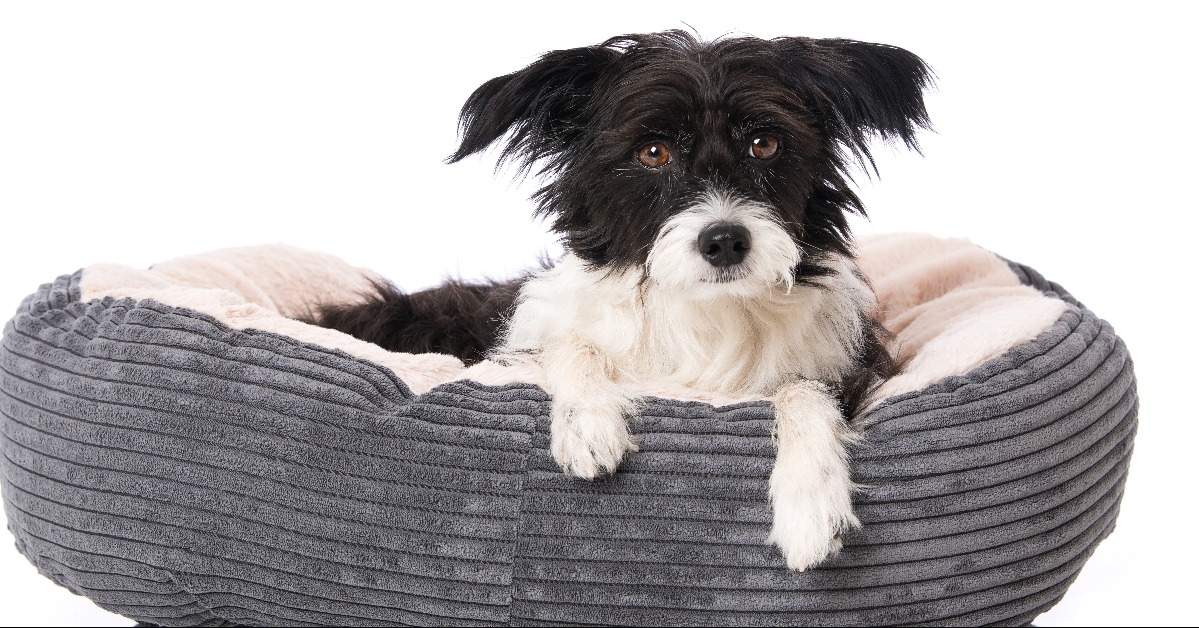 Tired dog lying in a dog bed 