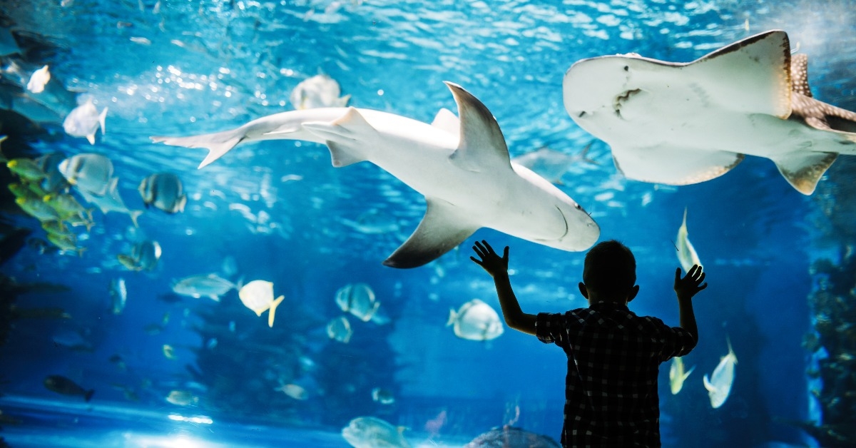 boy watches fishes in aquarium