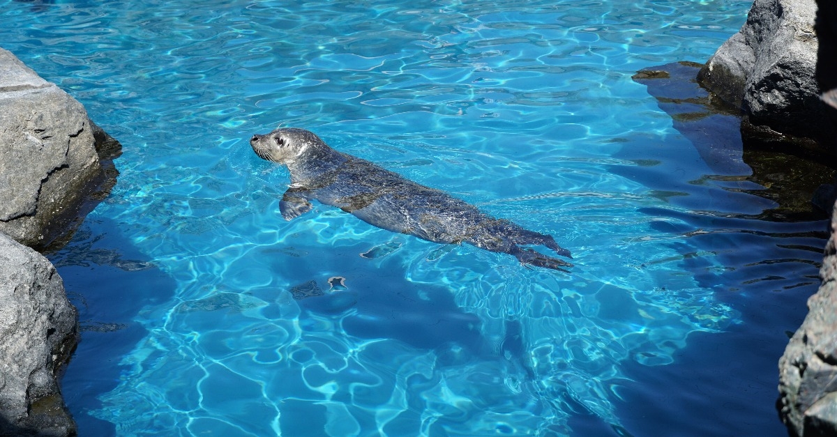 sea lion pup enjoys a dip in the aquarium pool