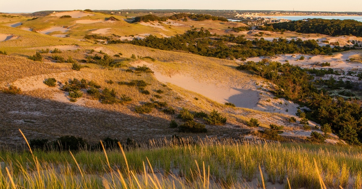Dunes and grasses in 'The Provincelands' in the Cape Cod National Seashore