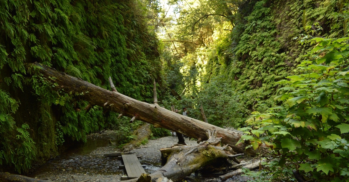 Hiking and camping on the Lost Coast among the Redwood (Sequoia) trees 
