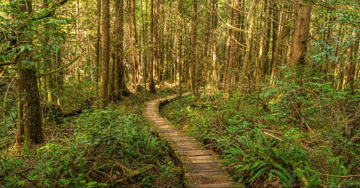 Ozette Triangle Trail