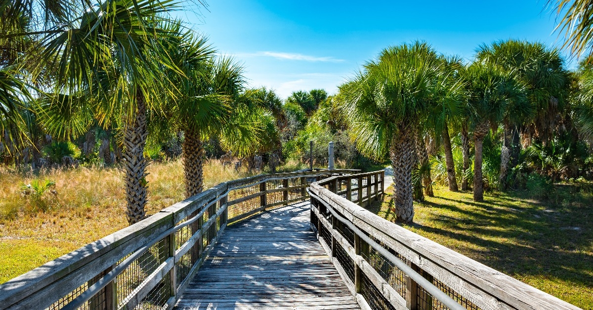 Wooden footpath in palm trees forest