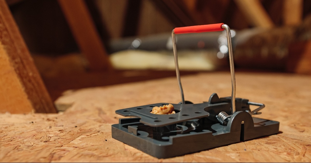 Baited exterminator snap mouse trap in residential attic.
