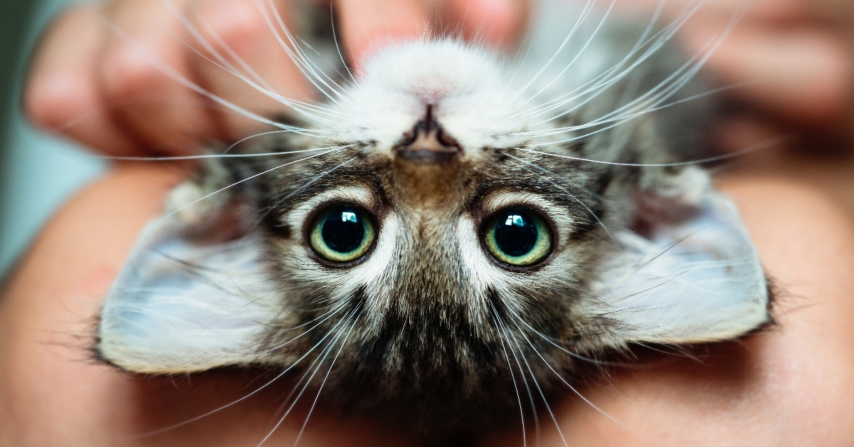 Cute kitten