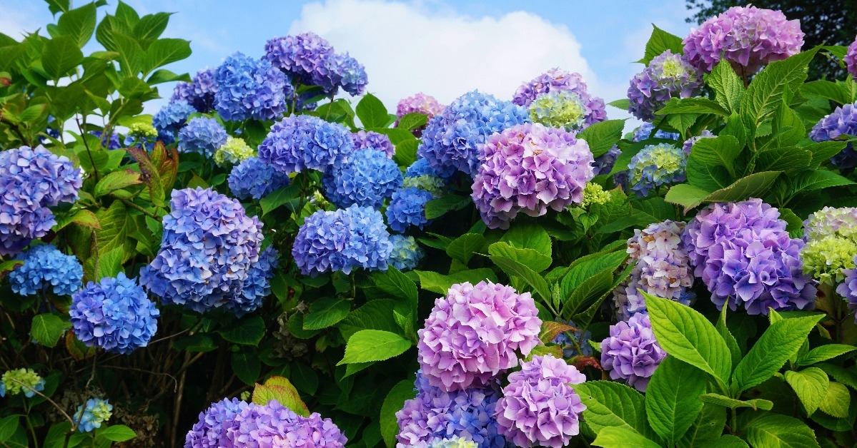 purple blue and pink heads of hydrangea flowers