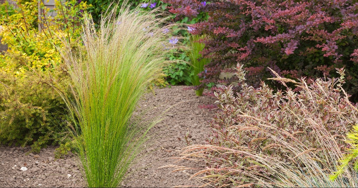 Drought resistant plants and grasses