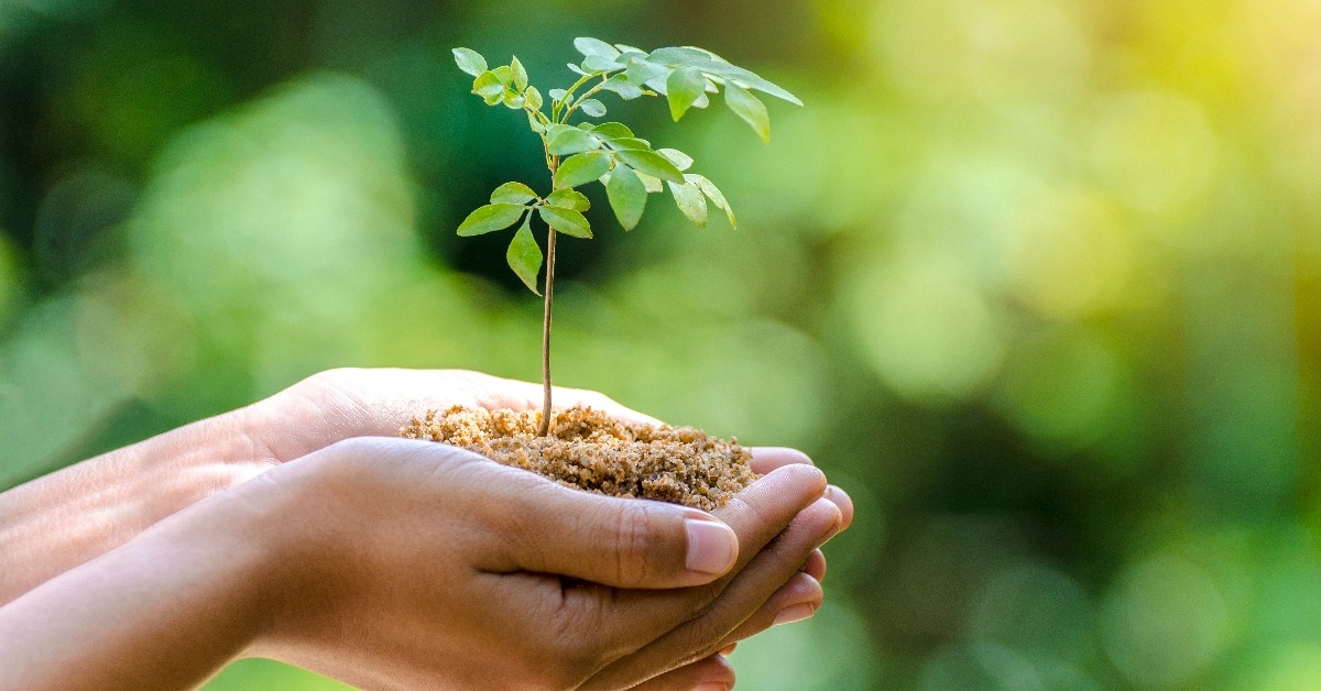 growing seedlings